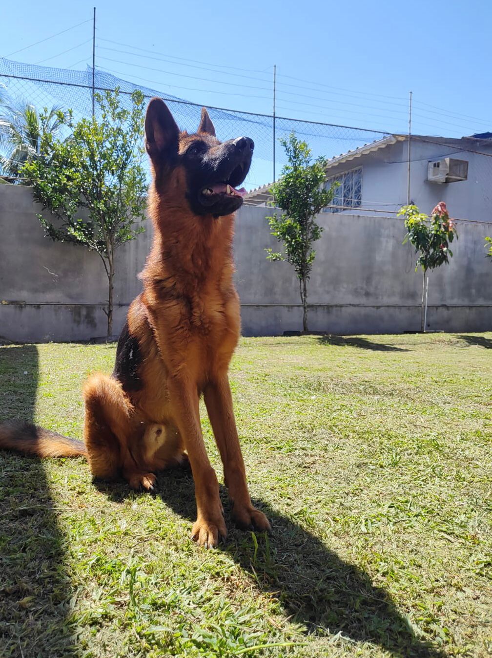 Foto do Patas em Férias Pet Resort