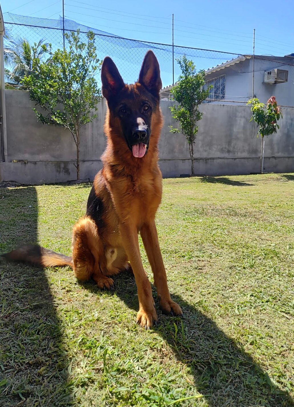 Foto do Patas em Férias Pet Resort