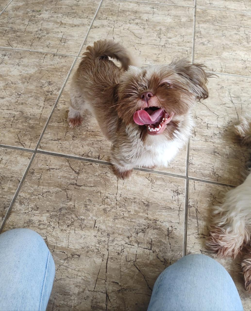 Foto do Patas em Férias Pet Resort