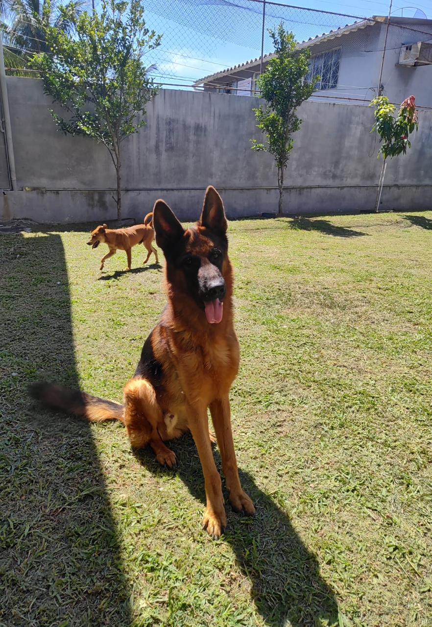 Foto do Patas em Férias Pet Resort