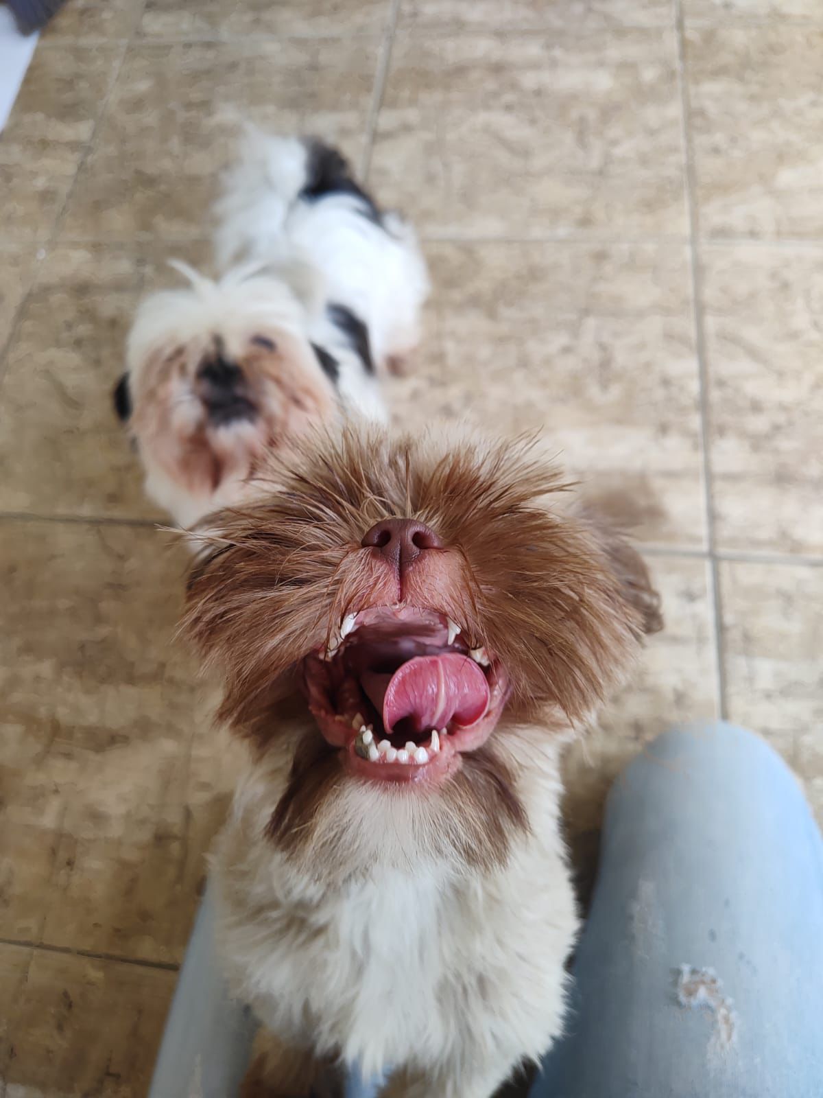 Foto do Patas em Férias Pet Resort