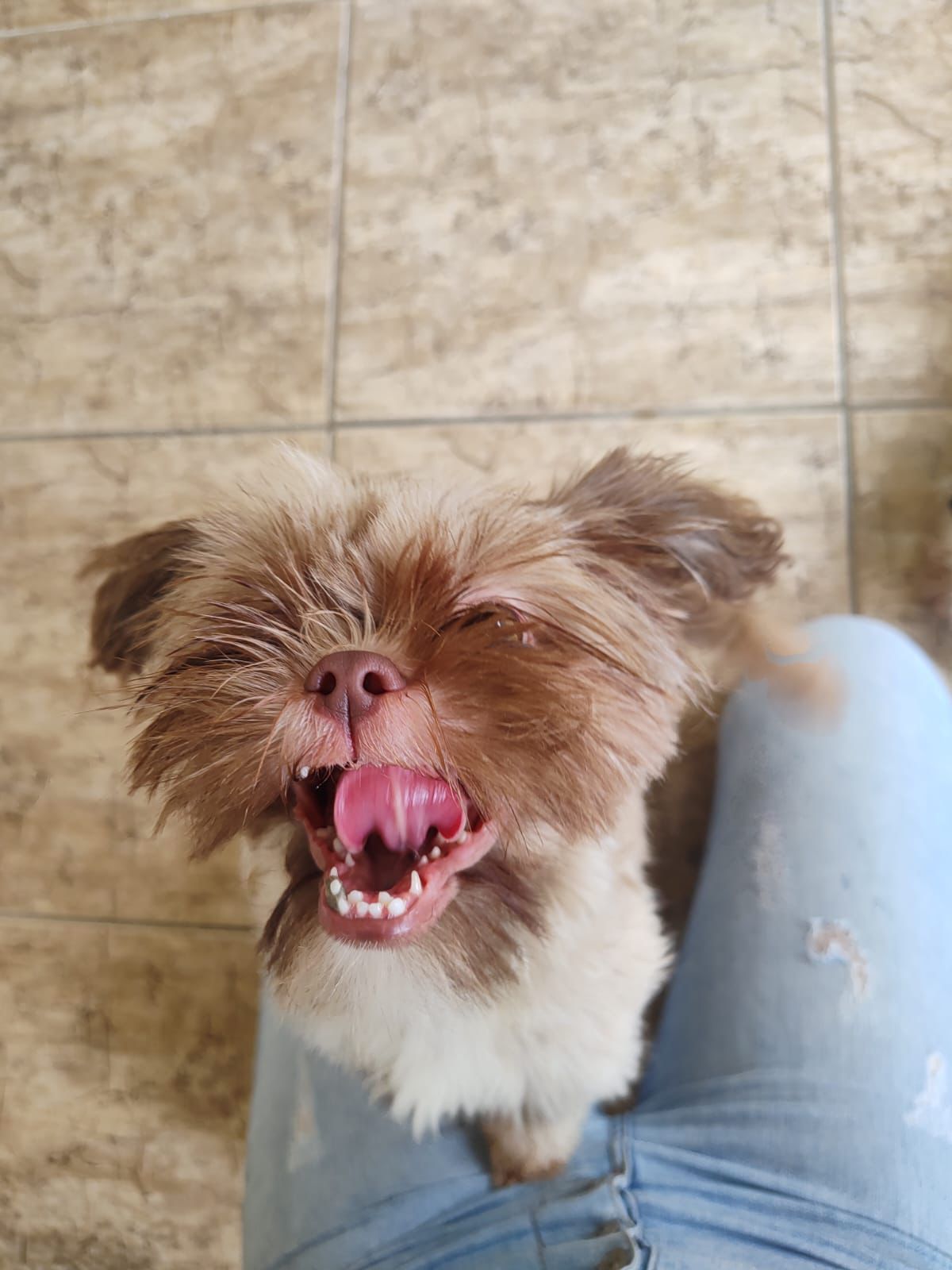 Foto do Patas em Férias Pet Resort