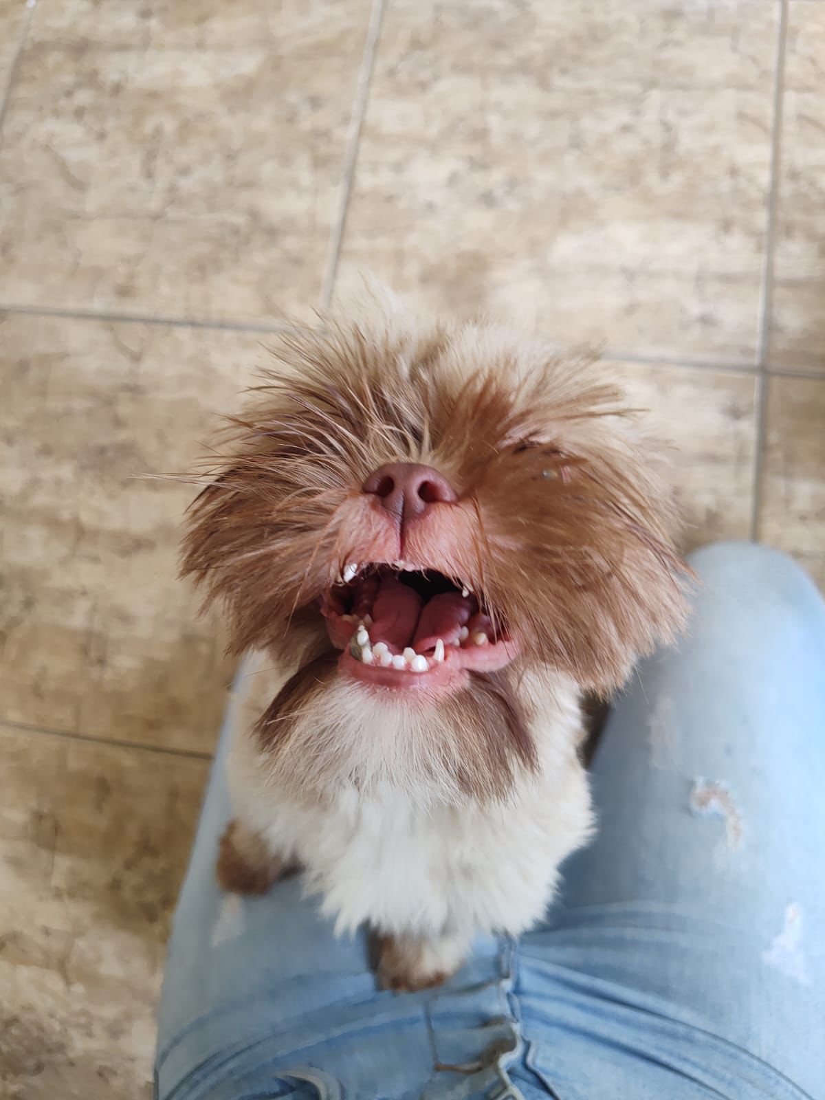 Foto do Patas em Férias Pet Resort