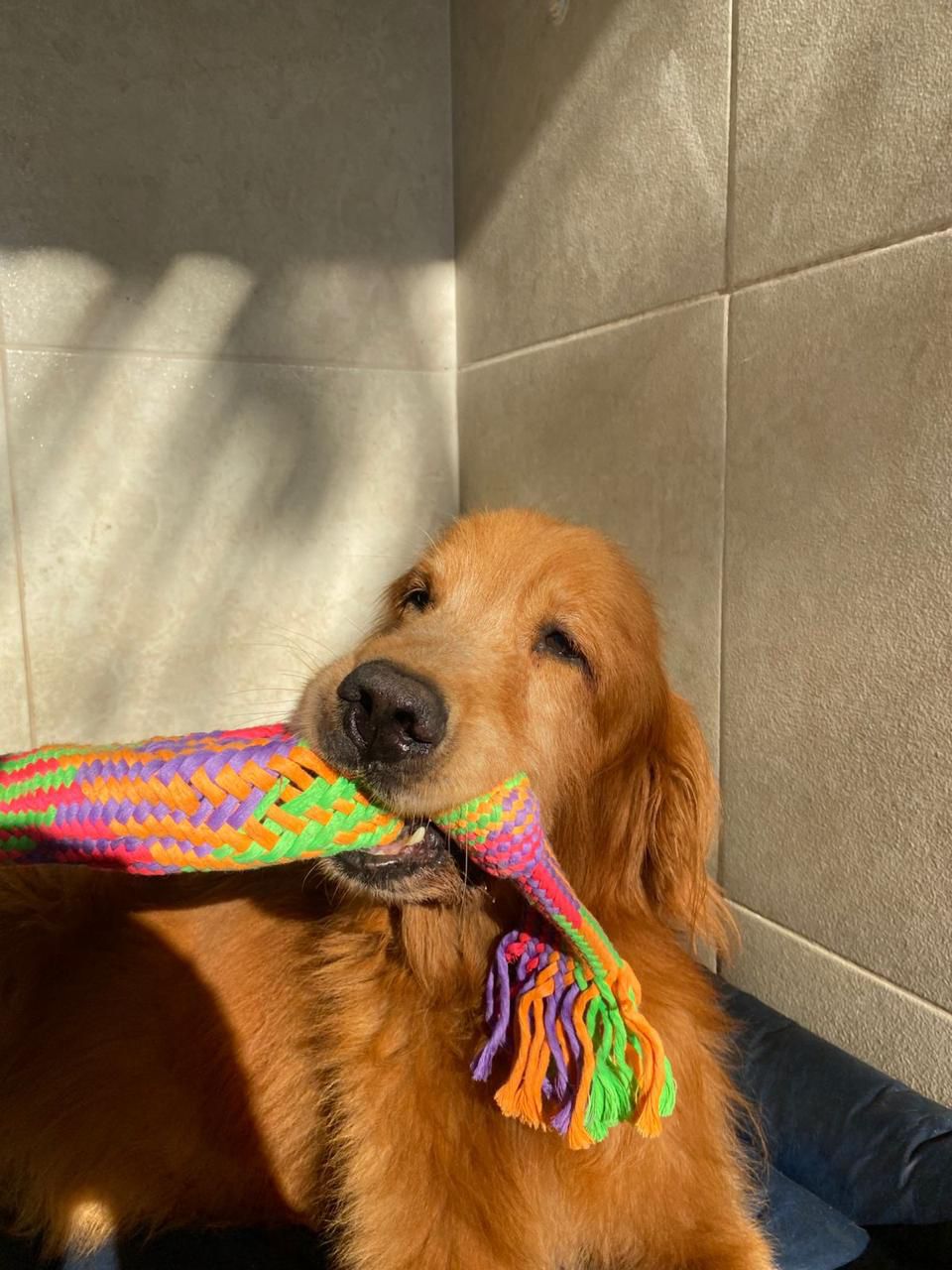 Foto do Patas em Férias Pet Resort