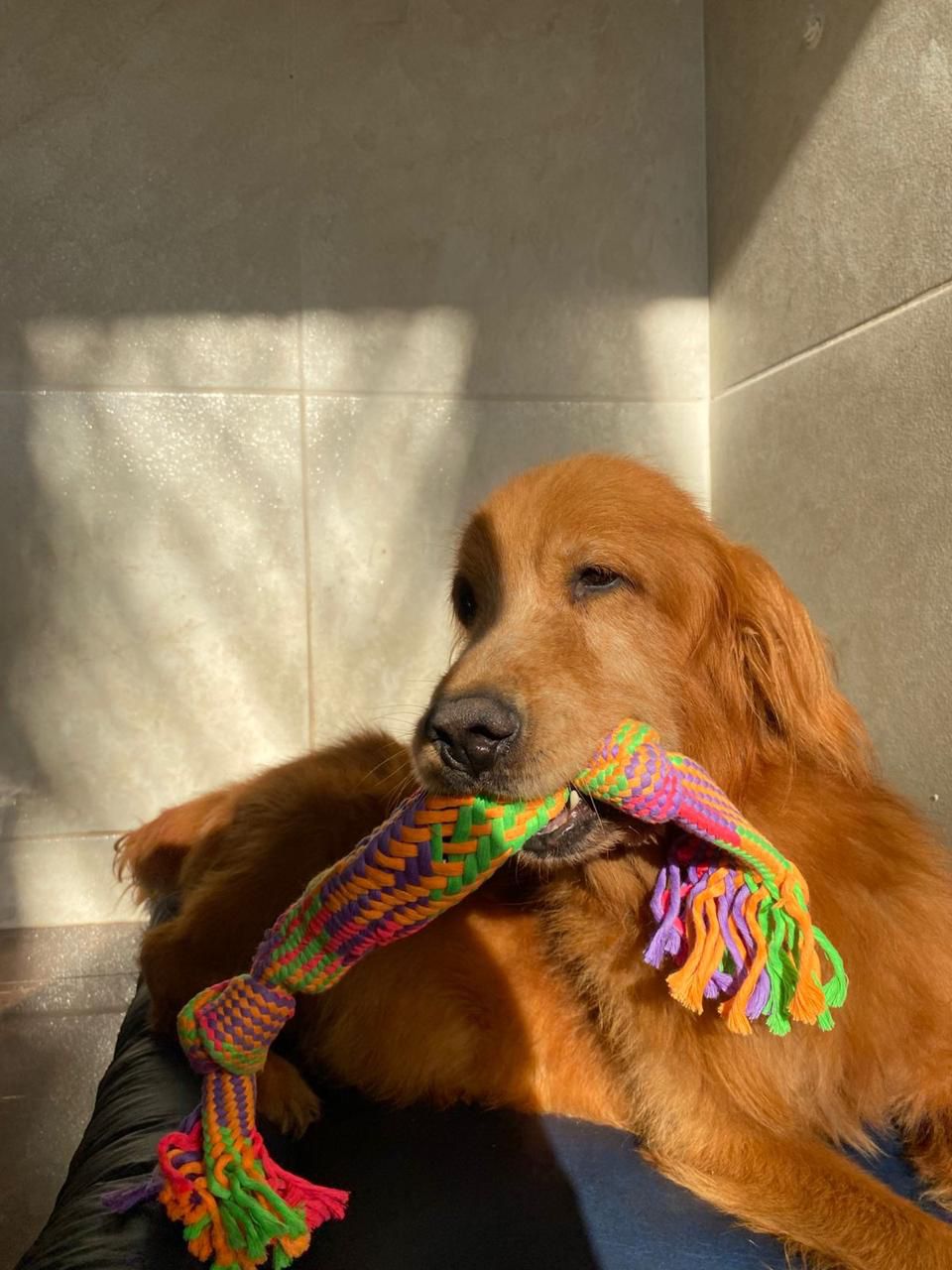Cachorro feliz no resort