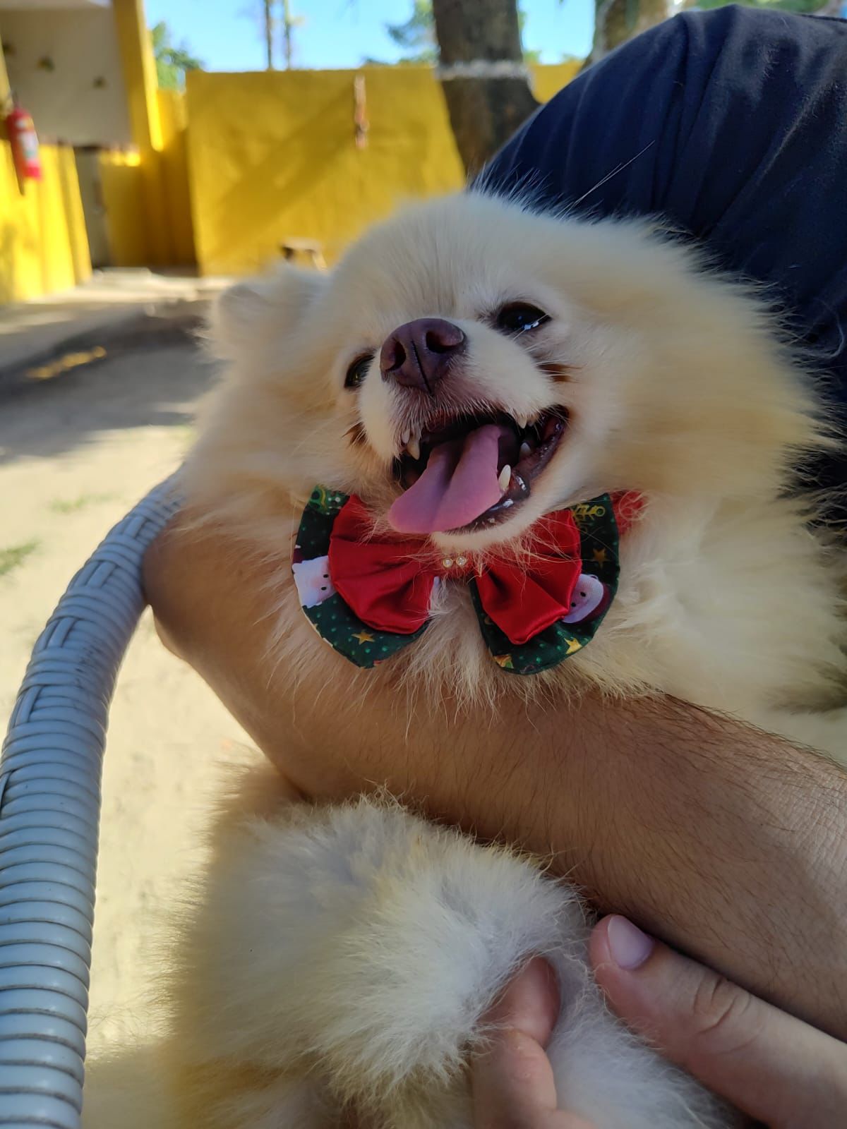 Foto do Patas em Férias Pet Resort