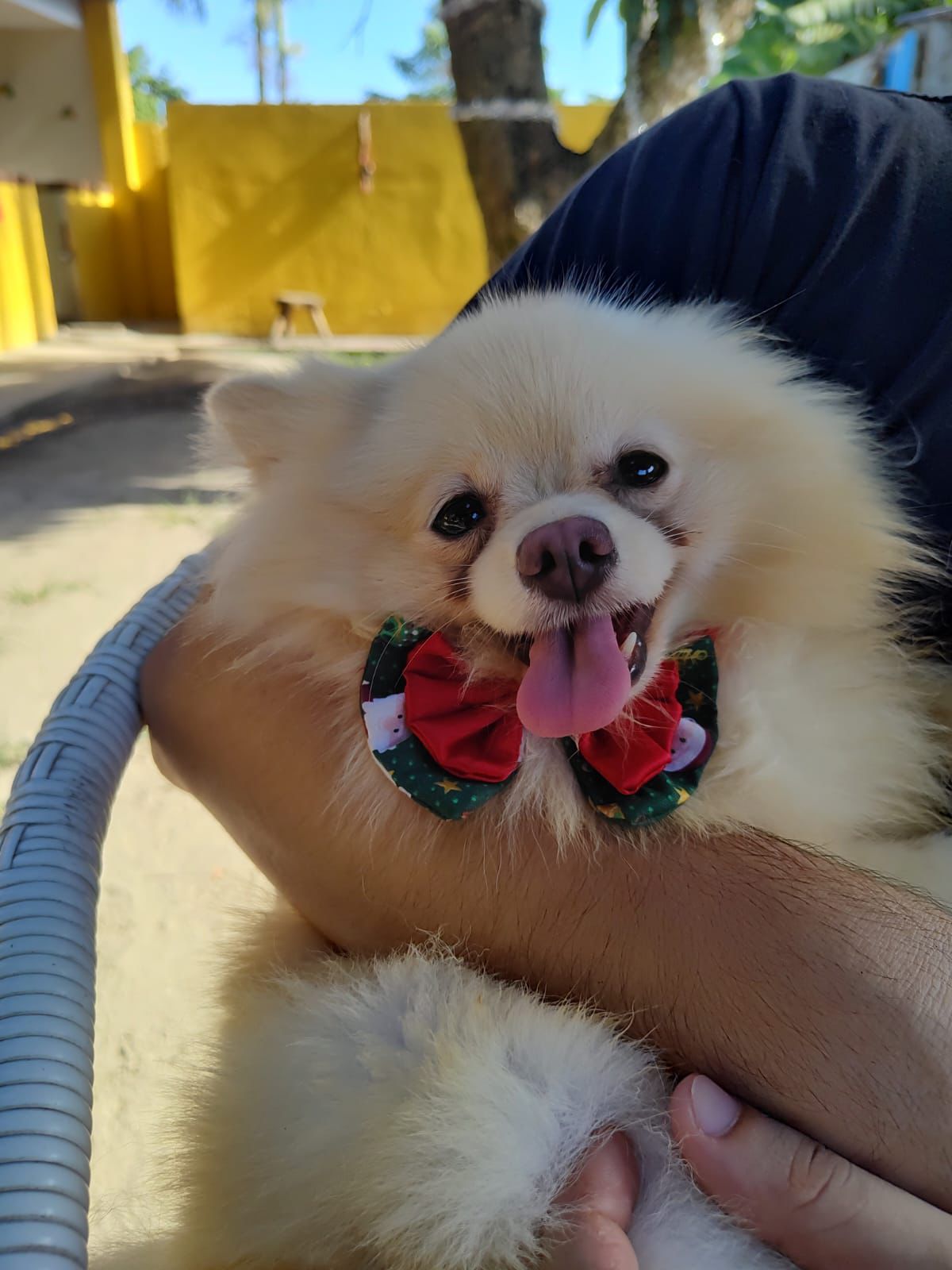 Foto do Patas em Férias Pet Resort