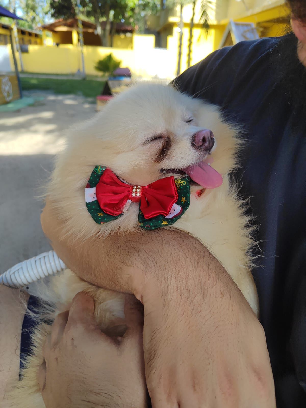 Foto do Patas em Férias Pet Resort