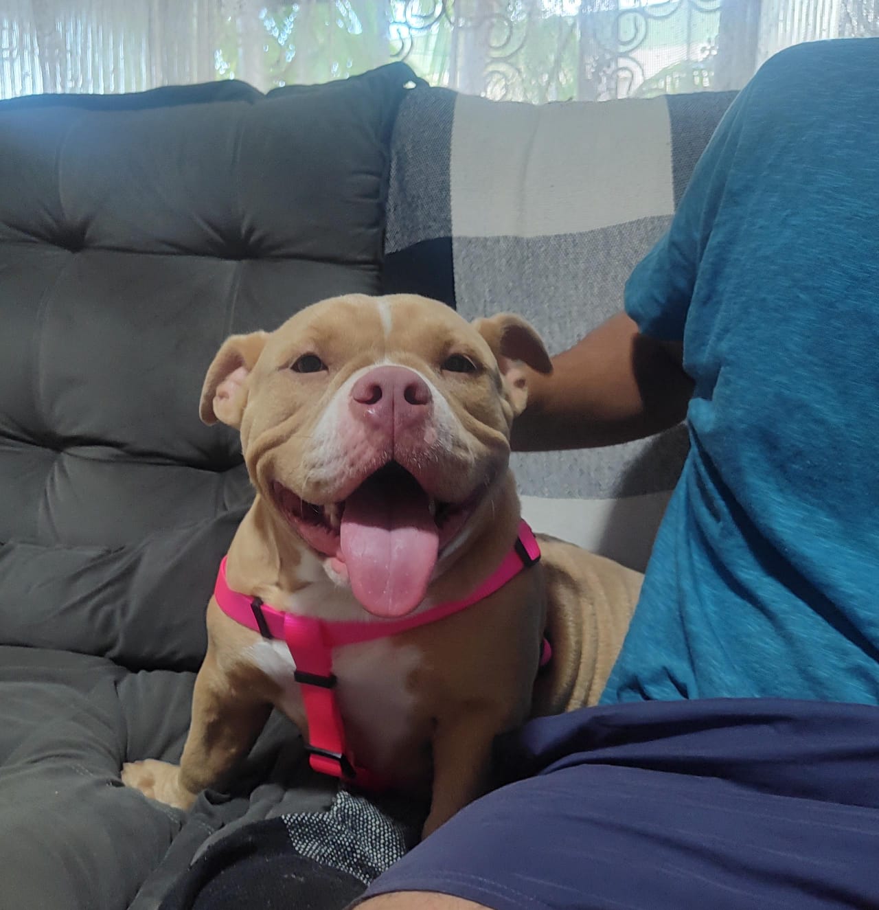 Foto do Patas em Férias Pet Resort