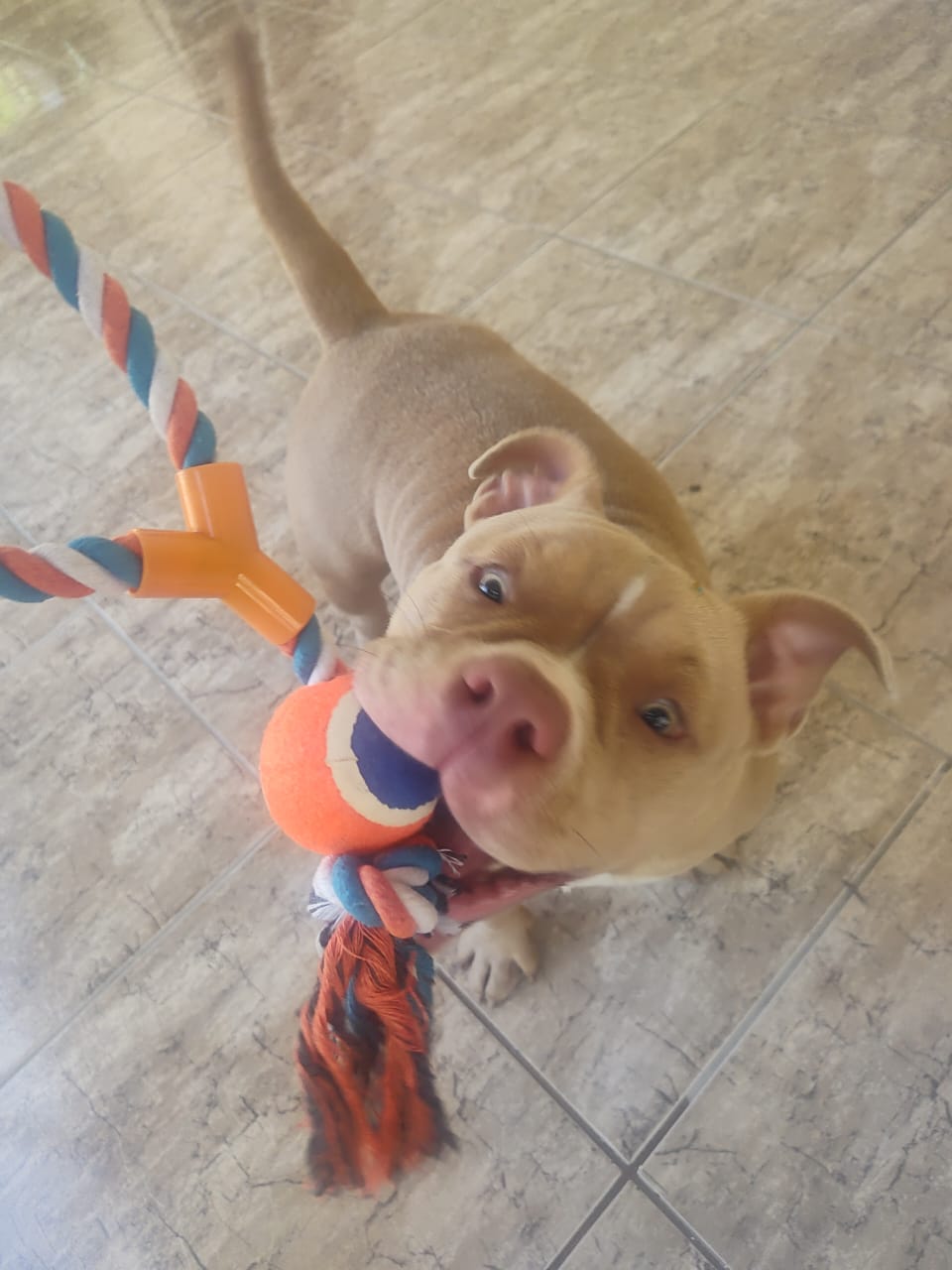 Pets no Patas em Férias