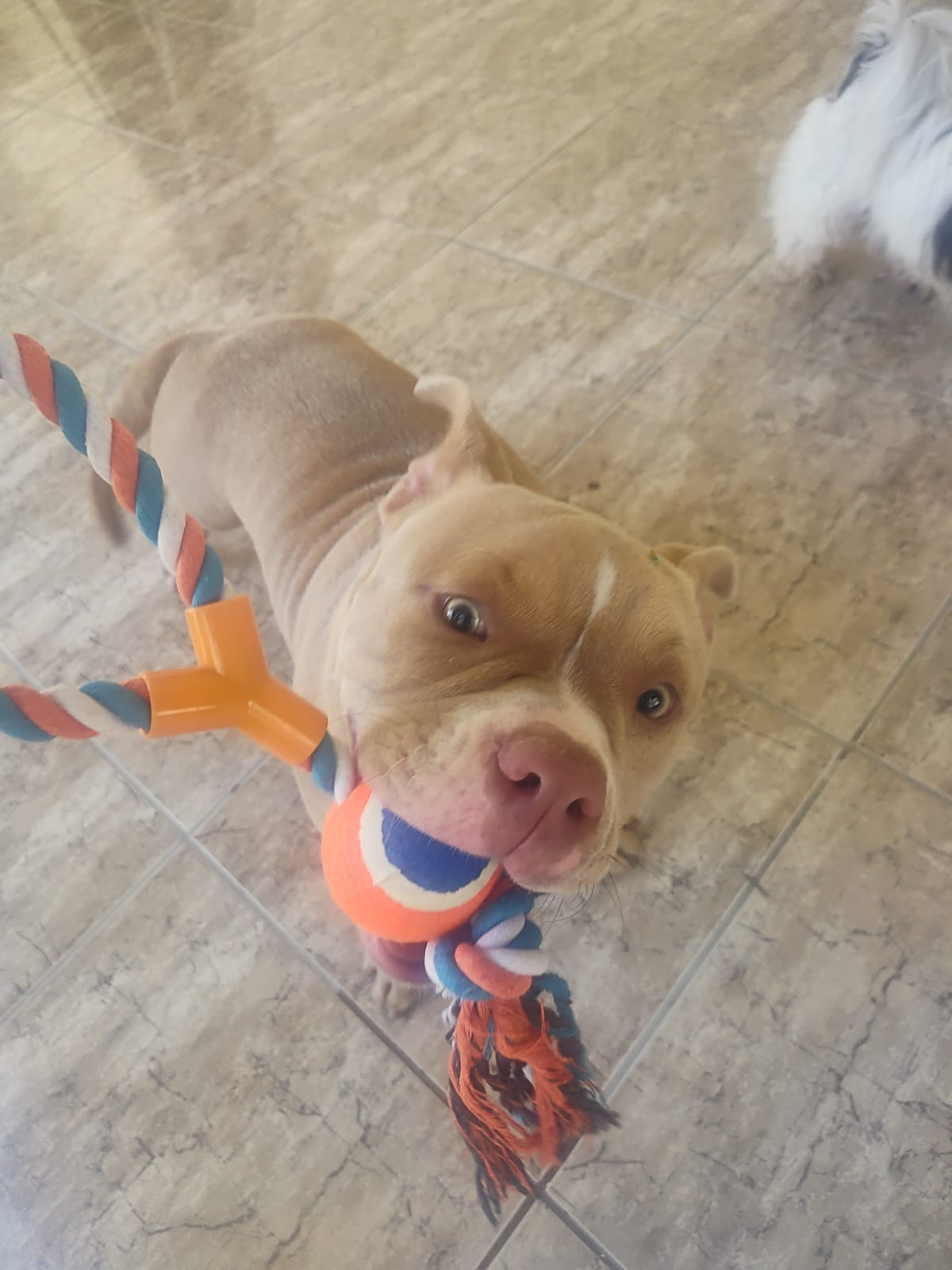 Foto do Patas em Férias Pet Resort