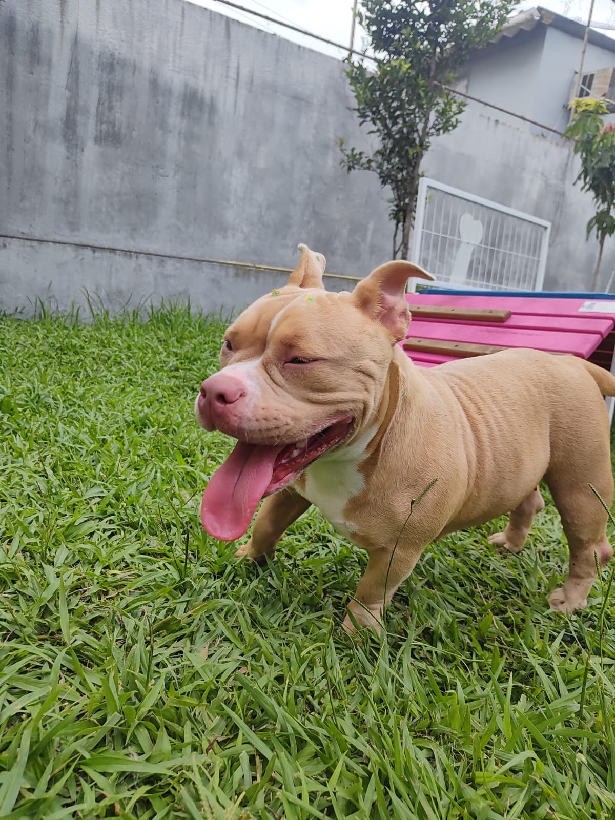 Foto do Patas em Férias Pet Resort