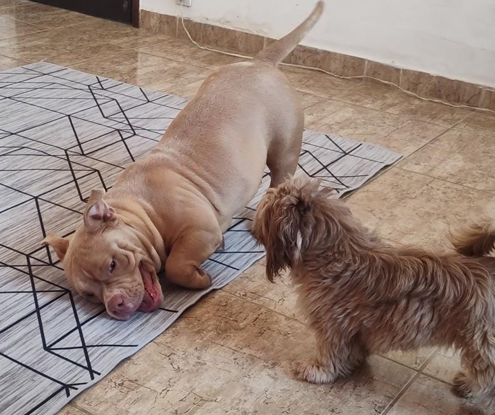 Zara e Ravena no Patas em Férias